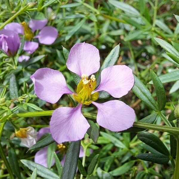 Zygophyllum creticum Flower