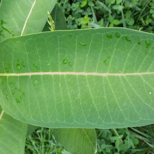 Asclepias syriaca Листок