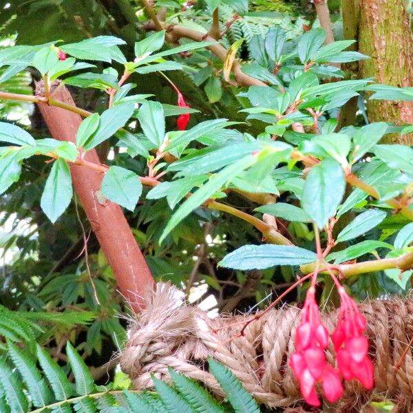 Fuchsia paniculata Habitat