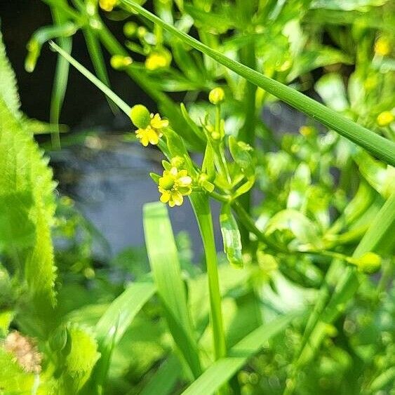 Ranunculus sceleratus Flower