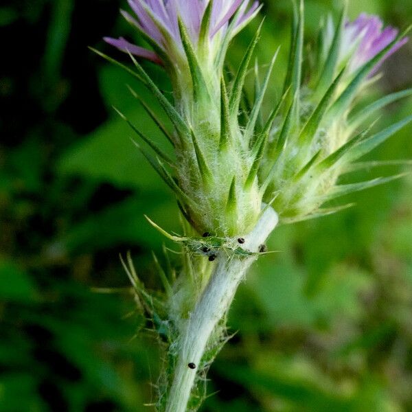 Galactites tomentosus Bark