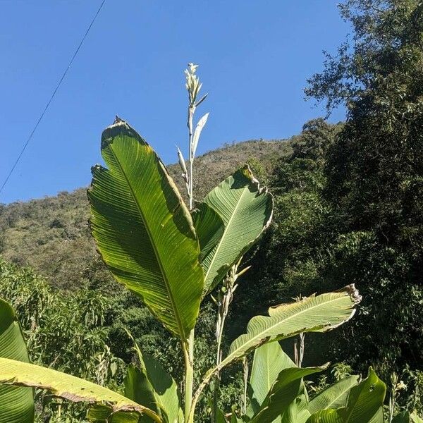 Canna glauca Leaf