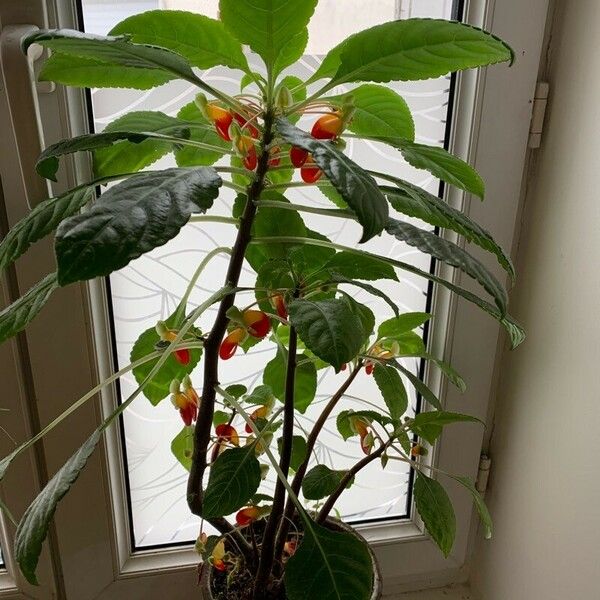 Impatiens niamniamensis Цветок