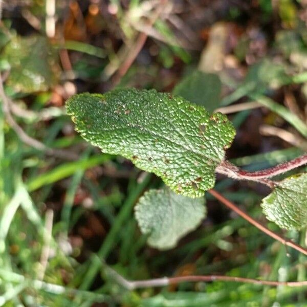 Teucrium scorodonia Hoja