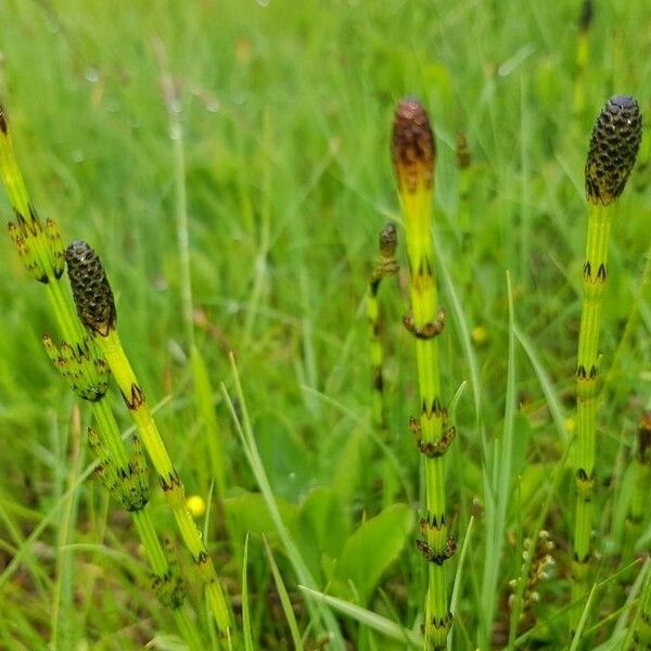 Equisetum palustre Plod