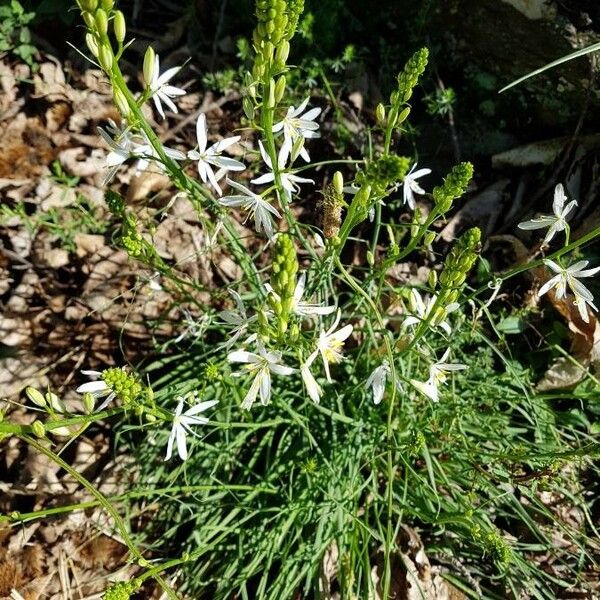 Anthericum liliago Vekstform