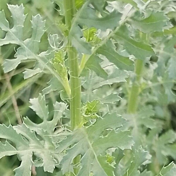 Adenophyllum porophyllum Leht