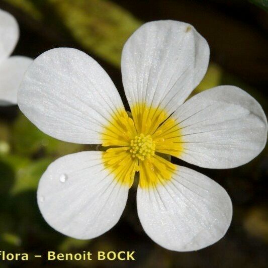 Ranunculus penicillatus Flower