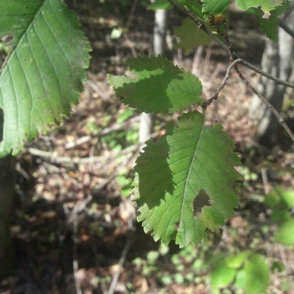 Ulmus x hollandica पत्ता