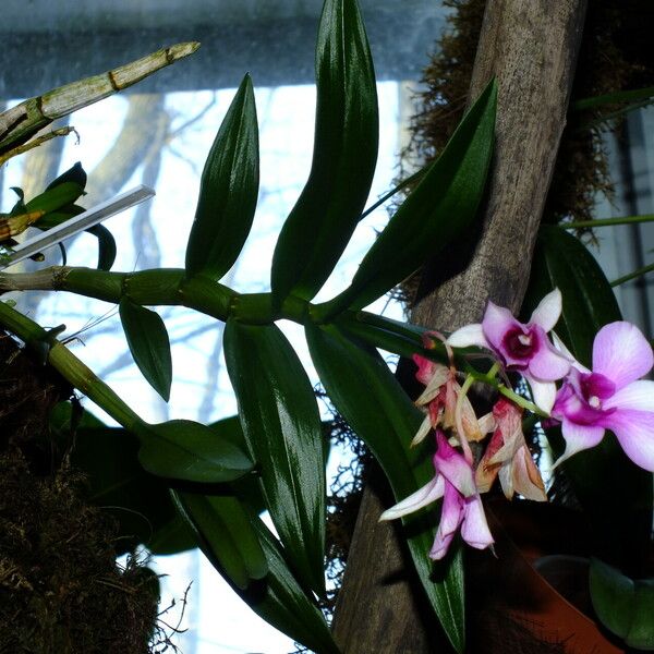 Dendrobium bigibbum 整株植物