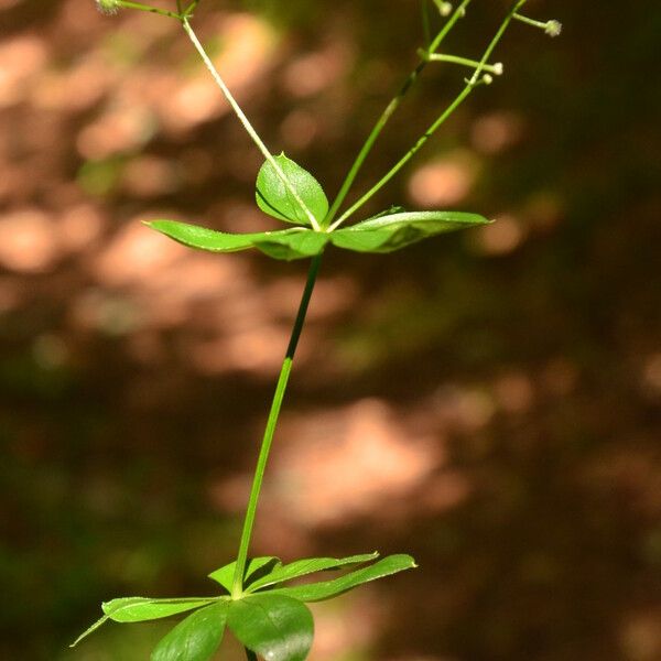 Galium triflorum Blad