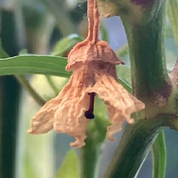 Capsicum frutescens Fleur