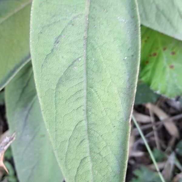 Lobelia tupa Feuille