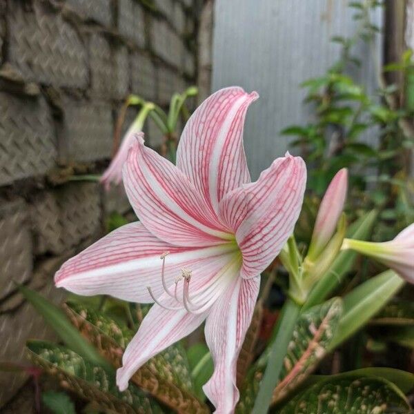 Hippeastrum reticulatum Žiedas