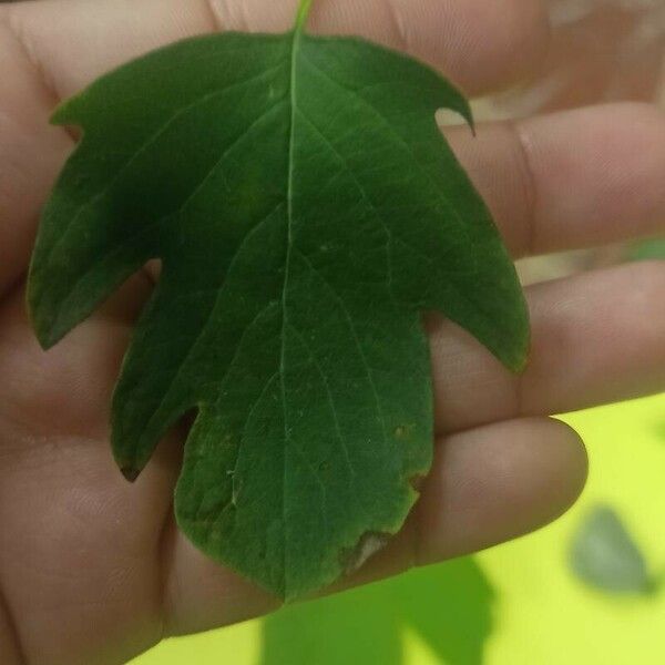 Sassafras albidum Leaf