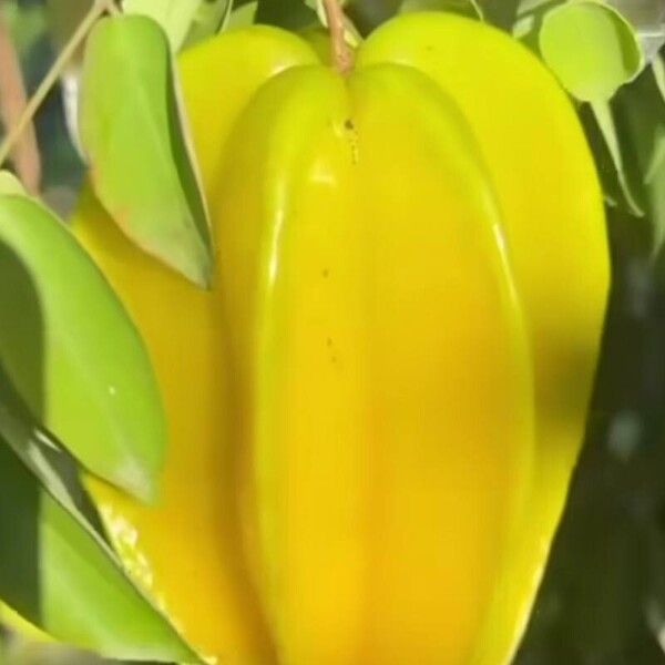 Averrhoa carambola Fruit