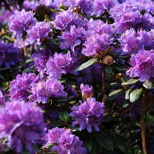 Rhododendron russatum Habit