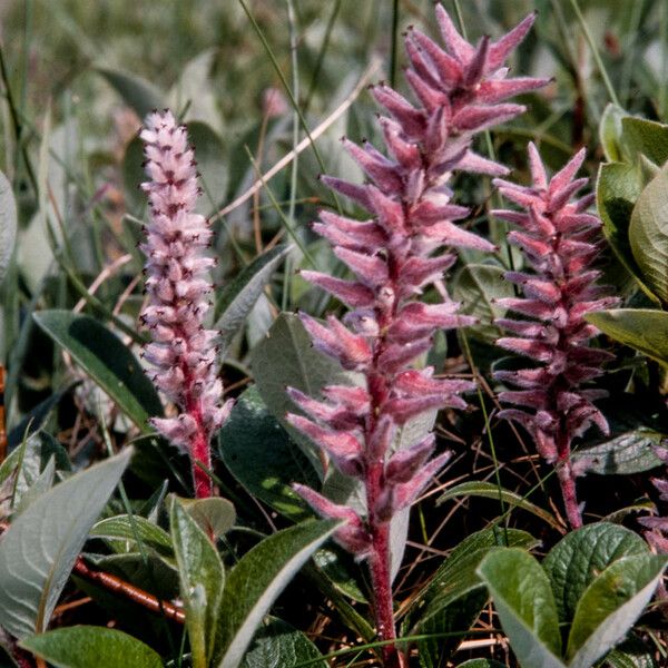 Salix glauca Çiçek