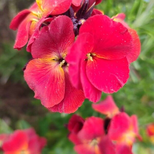 Erysimum × cheiri Blüte