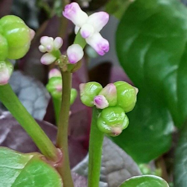 Basella alba Flor