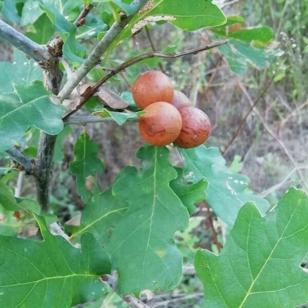 Quercus robur Altro