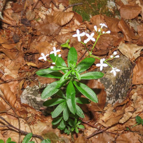 Galium odoratum Hábito