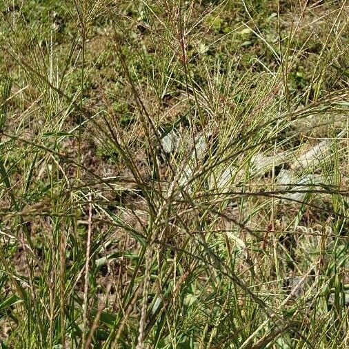 Digitaria sanguinalis Costuma