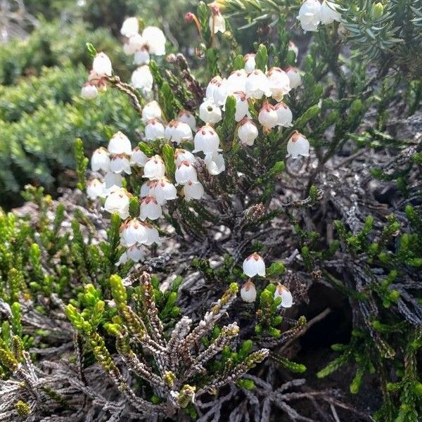 Cassiope mertensiana Цветок