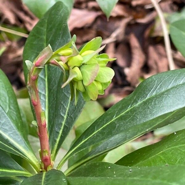 Euphorbia amygdaloides Habitus