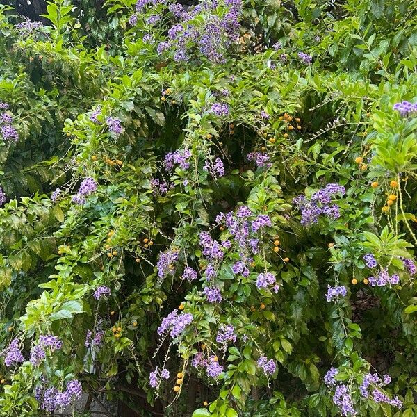 Duranta erecta 花