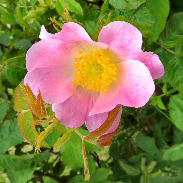 Rosa pouzinii Kvet