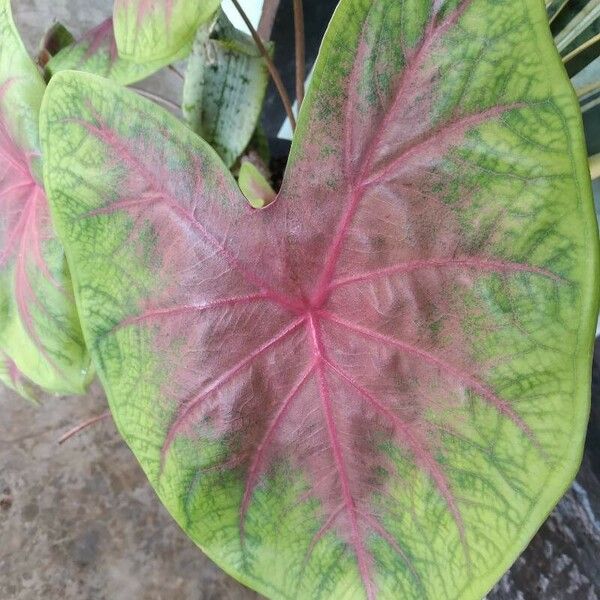 Caladium bicolor പുറംതൊലി