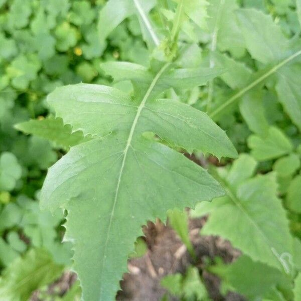 Sonchus arvensis Liść