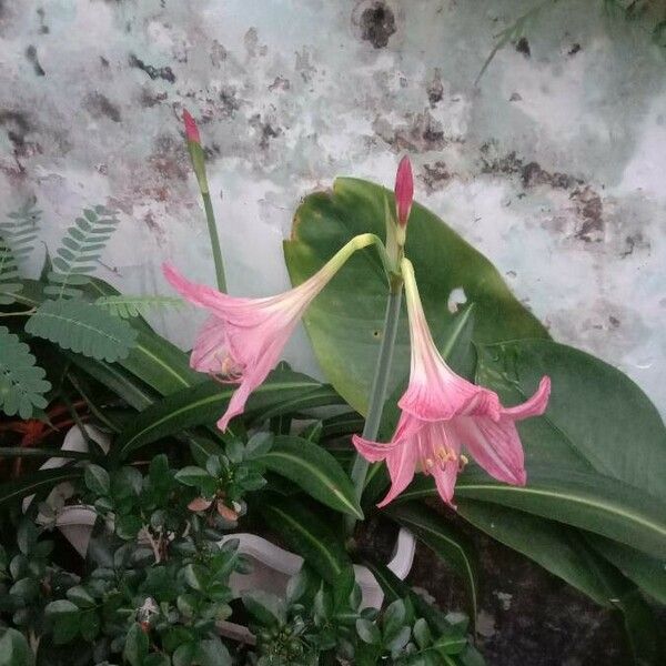 Hippeastrum reticulatum Цвят