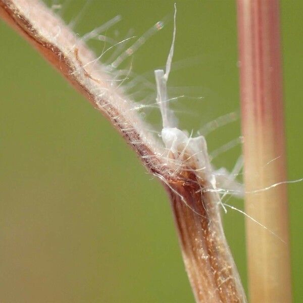 Bromus tectorum Кора