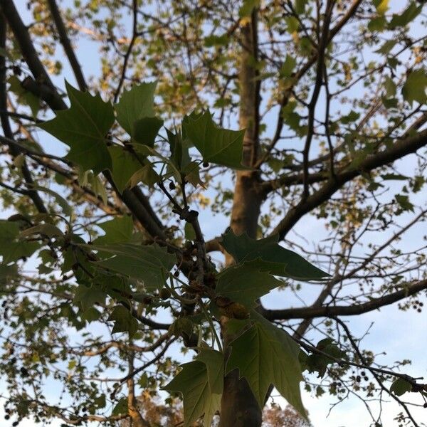 Platanus occidentalis Leaf