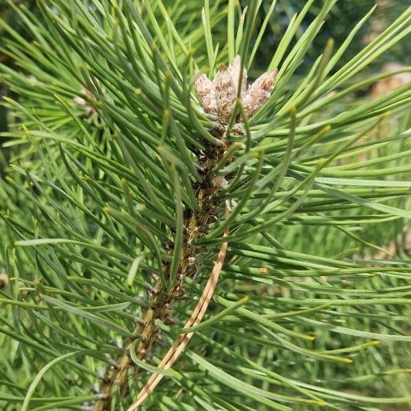 Pinus nigra Levél