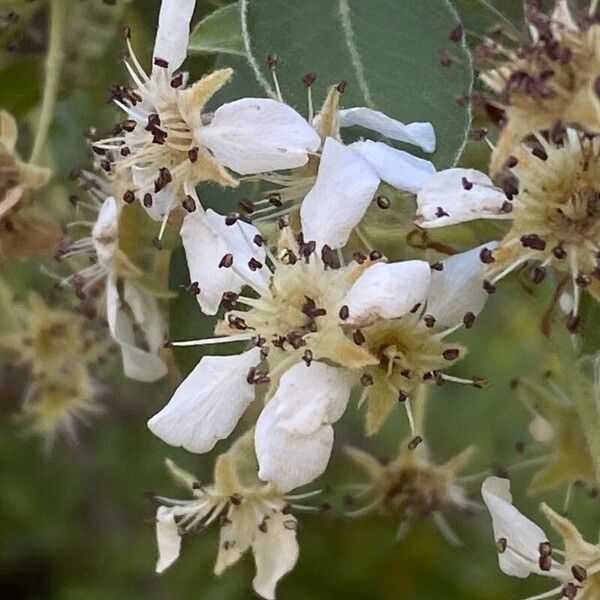 Pyrus spinosa Flor