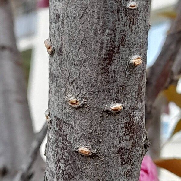 Prunus serrulata Bark