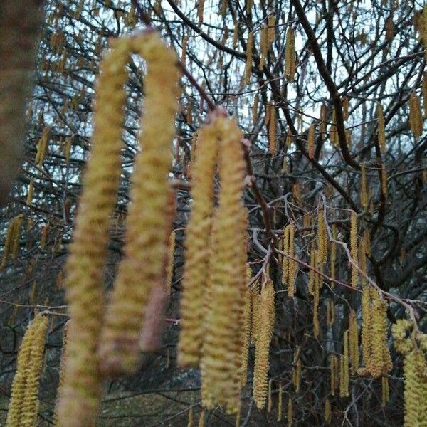 Corylus avellana Yaprak