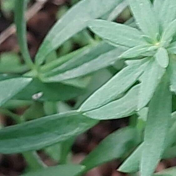 Galium boreale Лист