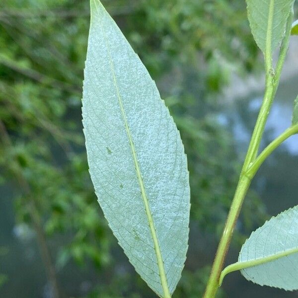 Salix × fragilis Leaf