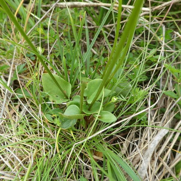 Parnassia palustris Hábito