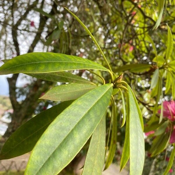 Rhododendron arboreum Blatt