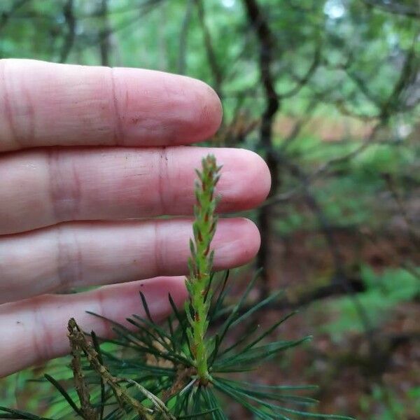 Pinus sylvestris Övriga