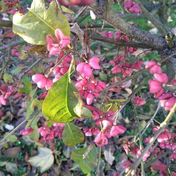 Euonymus europaeus Vaisius