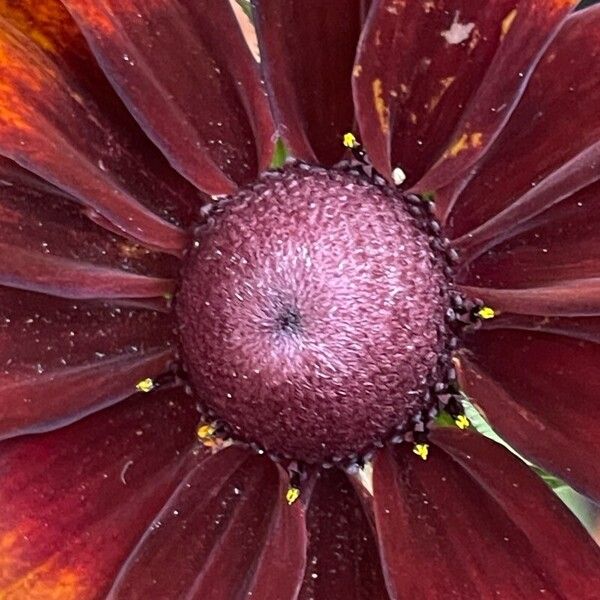 Rudbeckia hirta Flower