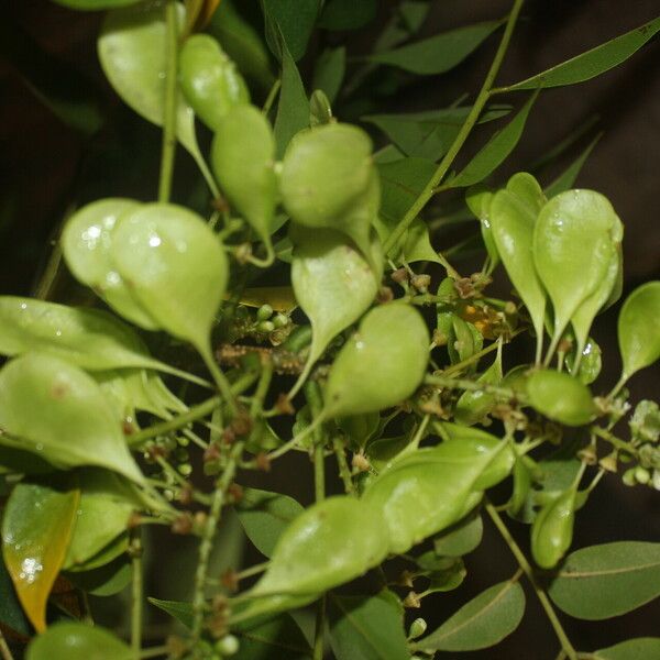 Ateleia herbert-smithii Fruit