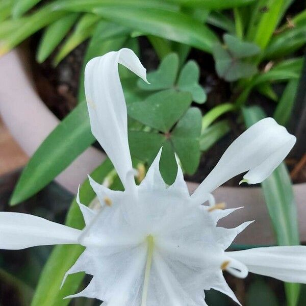 Hymenocallis littoralis Цветок