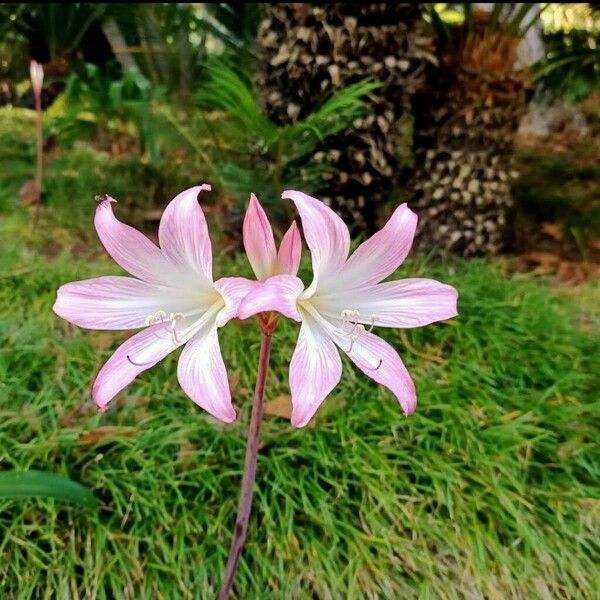 Amaryllis belladonna Fleur